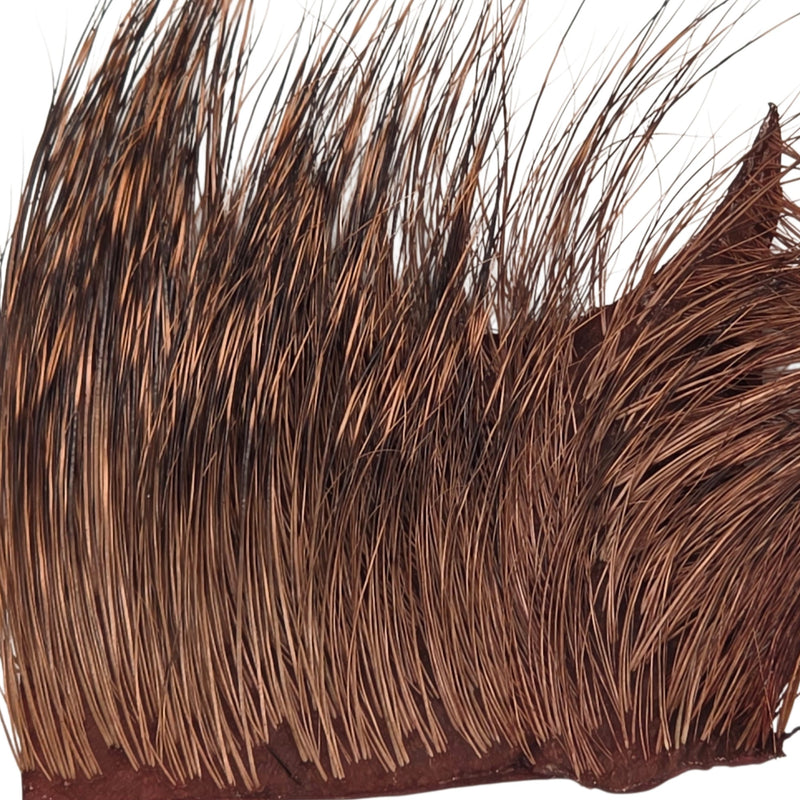 Peccary