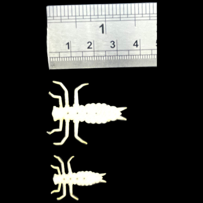 ABC Dragonfly Nymphs (Pre-Order)