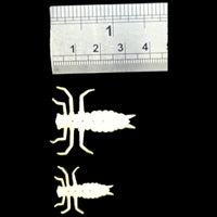 ABC Complete Damsel Nymphs Kit
