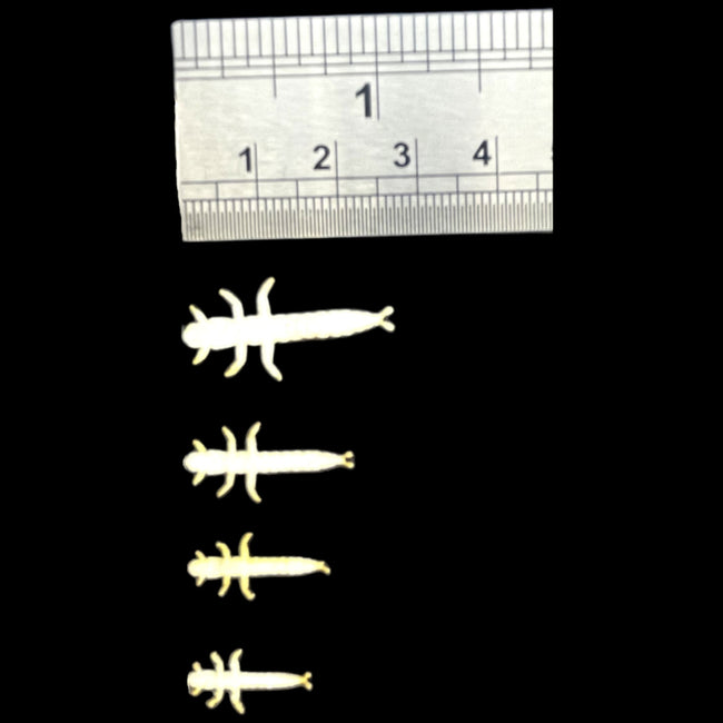 ABC Hydropsyche Bodies Kit (Pre-Order)