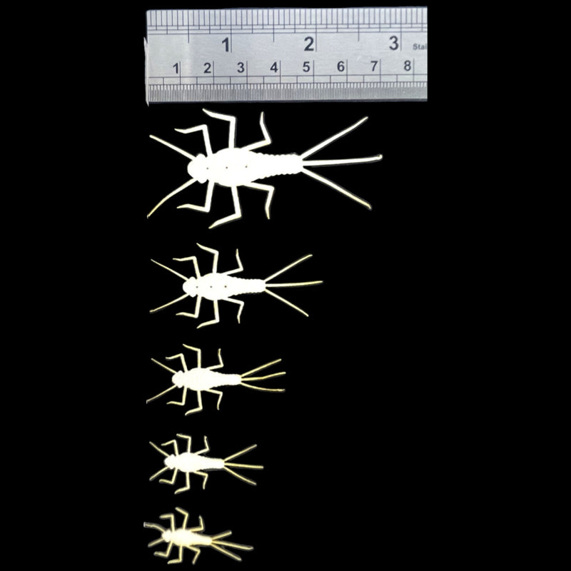 ABC Mayfly Nymphs Kit