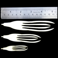 ABC Squid Tails