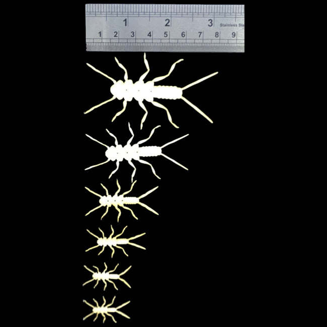 ABC Stoneflies (Pre-Order)