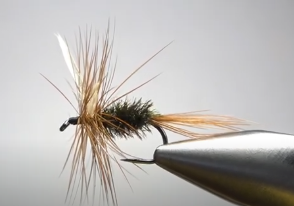 Batwing Coachman