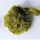 Glistening Neon Cloak