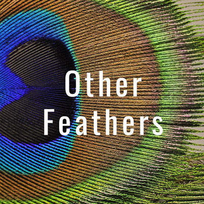 fly tying feathers