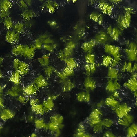 Small Stonefly Chenille Variegated
