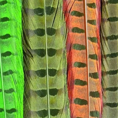 Ringneck Tail Feathers