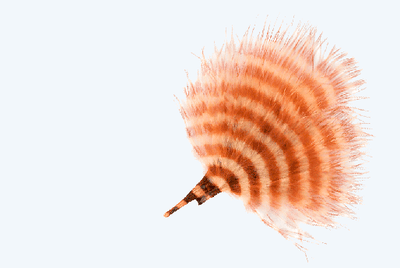 scroll_barred_marabou_orange_541x344_b0818d49-9bdd