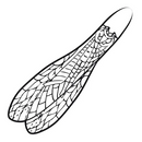Pro Adult Stonefly Wings