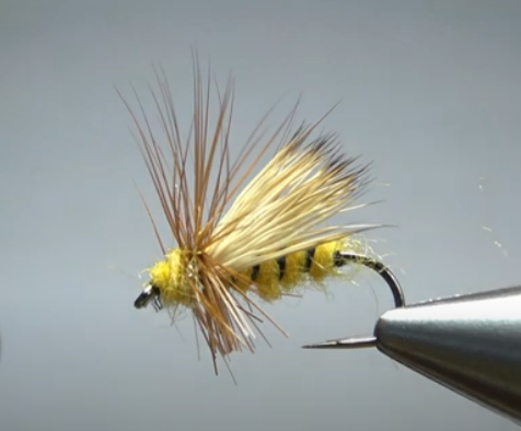 Tennessee Bee