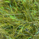 Pesca Vida Streamer Straggle