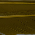 Corrib Olive