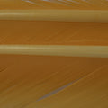 Turkey Biots