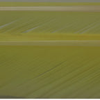 Sulphur Yellow