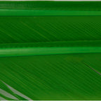 Fluorescent Lime Green