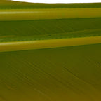 Bright Yellow Olive