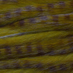Olive Brown barred