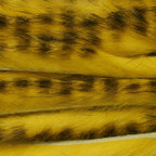 Yellow Black Barred