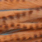 Peach Brown Barred