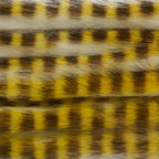 Chartreuse & White Black Barred