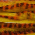 Fire Tiger Black Barred