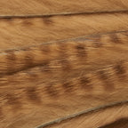 Ginger Brown Barred