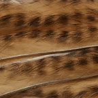 Ginger Black Barred