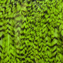 whiting-american-rooster-saddle-grizzly-dyed-fl-gr