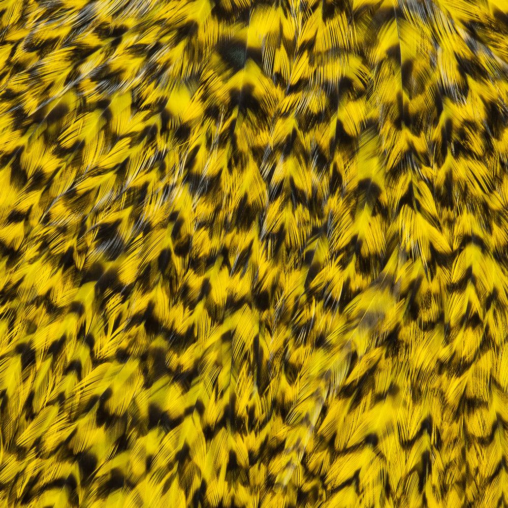whiting-american-rooster-saddle-grizzly-dyed-yello