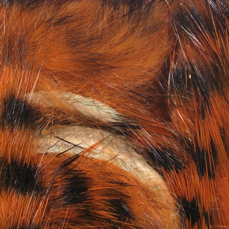 March Hare, Mottled Host ４枚 Sight Cast Fishing Company — Marsh Mohawk
