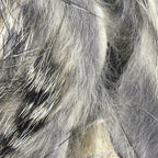 chinchilla