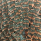 grizzly dyed brown