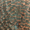 Hareline Hen Saddle