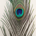 Peacock Eyed Sticks