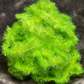Krystal Flash Chenille