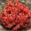 Krystal Flash Chenille