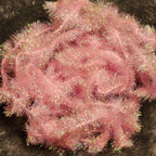 bonefish pink
