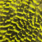 grizzly chartreuse