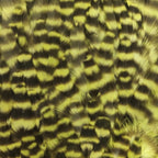 grizzly olive
