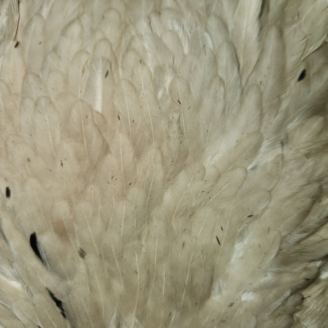 Select Hen Saddle