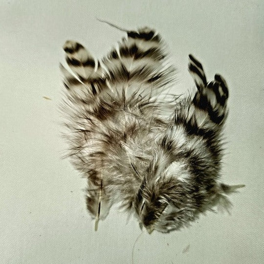 Grizzly Collaring Hackle