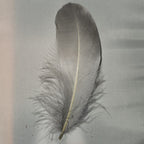 heron gray