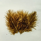 brown olive