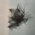 dark gray dun