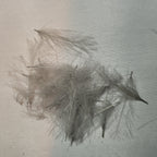 light gray dun