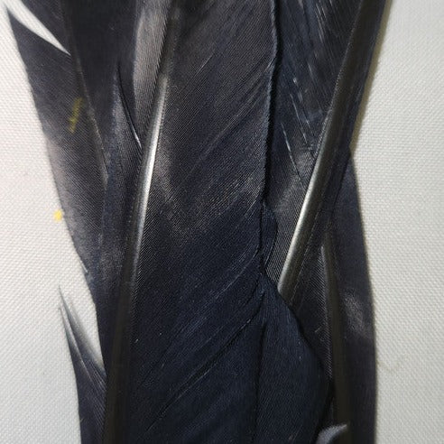 Duck Quills