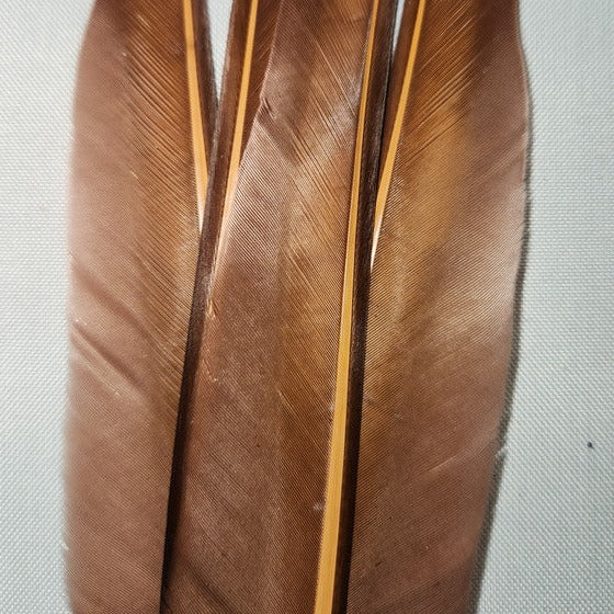 Duck Quills