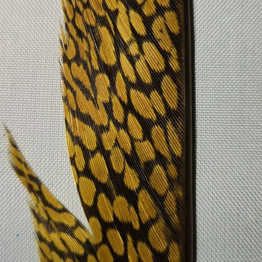 Golden Pheasant Center Tail Piece
