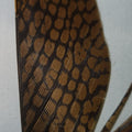 Golden Pheasant Center Tail Piece
